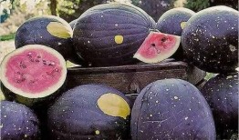 吃瓜新闻网红黑料,真相与争议并存