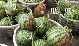 娱乐常吃瓜,揭秘明星们的甜蜜与苦涩