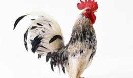 鹏哥爆料牛和鸡的视频,牛与鸡的神秘视频大揭秘