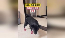狗哥爆料新鞋视频大全下载,新鞋视频大全下载攻略