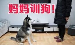 狗哥爆料新鞋视频大全下载,新鞋视频大全下载攻略