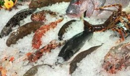 新闻爆料海鱼视频播放大全