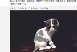 娱乐圈猫奴爆料,揭秘明星与爱宠的甜蜜日常