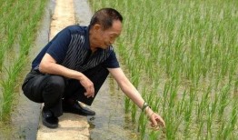 国外爆料袁隆平视频,揭秘杂交水稻传奇背后的故事