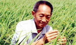 国外爆料袁隆平视频,揭秘杂交水稻传奇背后的故事
