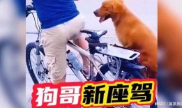狗哥爆料新鞋视频大全下载,新鞋视频大全下载攻略
