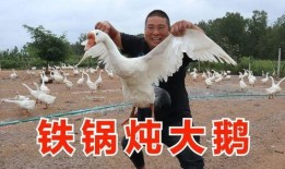 大鹅被大哥爆料了吗视频,大鹅被大哥爆料真相揭秘