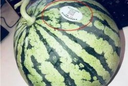 吃瓜国产网红,揭秘国产网红的吃瓜日常