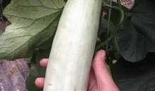 网红打架吃瓜,一场打架风波背后的吃瓜盛宴