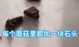 蘑菇视频黑料爆料网,揭秘网络红人背后的真相